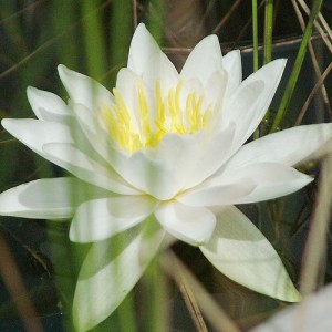 warclub-lily-by-blue-canoe Image by Blue Canoe